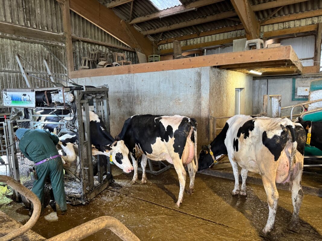 Dans les troupeaux en traite robotisée, les vaches sont calmes et entrent facilement dans la cage de parage, estime Antoine Jacq, pédicure pour bovins.
