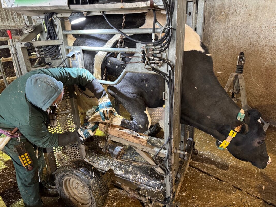 Un pédicure pour bovins intervient sur un pied antérieur d'une vache de race Holstein contenue dans une cage de parage