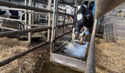 Une vache de race Holstein passe dans un pédiluve.