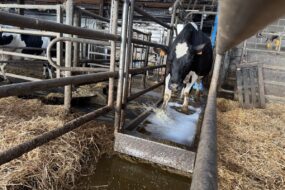 Une vache de race Holstein passe dans un pédiluve.