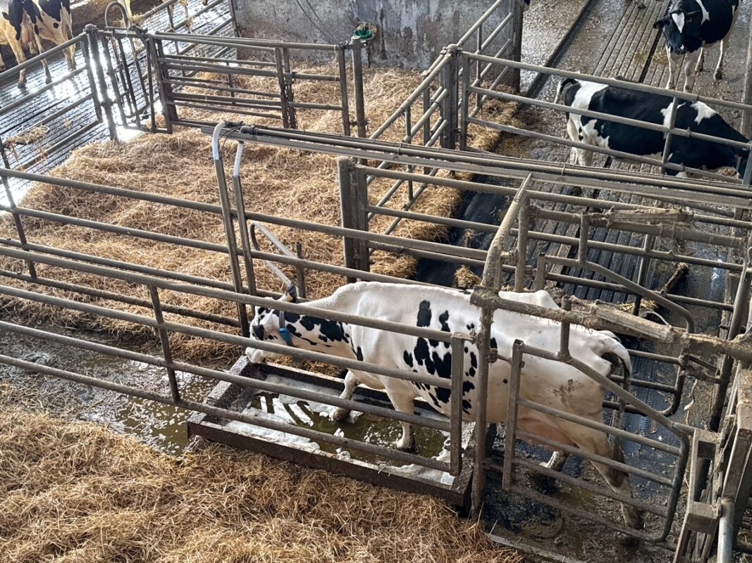 Au Gaec des Rives, les vaches passent tranquillement dans le pédiluve installé dans le circuit menant au pâturage à la belle saison.