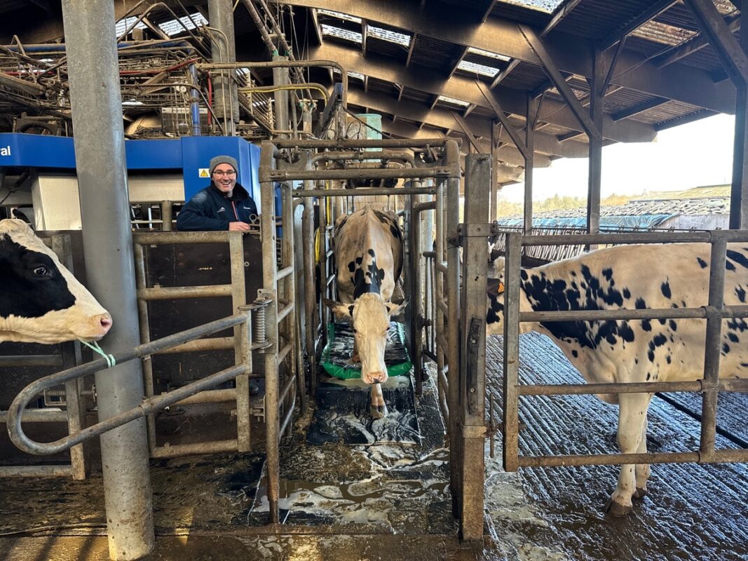 Un éleveur entouré de trois vaches de race Holstein dans une étable