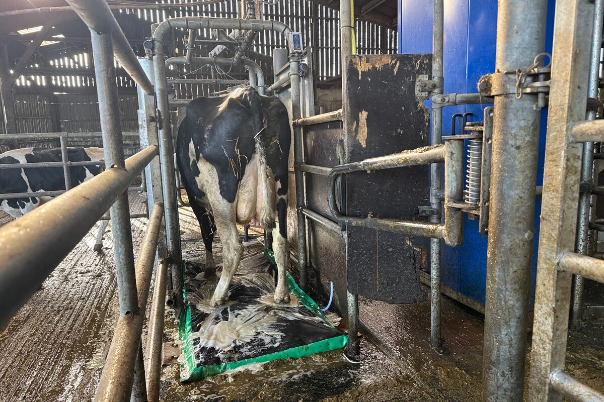 Une vache de race Holstein passe sur un tapis moussant pour le traitement des onglons. - Illustration Un traitement systématique pour sortir de l’enfer des boiteries