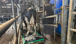 Une vache de race Holstein passe sur un tapis moussant pour le traitement des onglons.