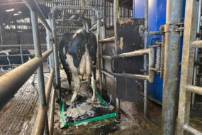 Une vache de race Holstein passe sur un tapis moussant pour le traitement des onglons.