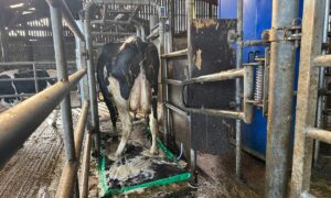 Une vache de race Holstein passe sur un tapis moussant pour le traitement des onglons.
