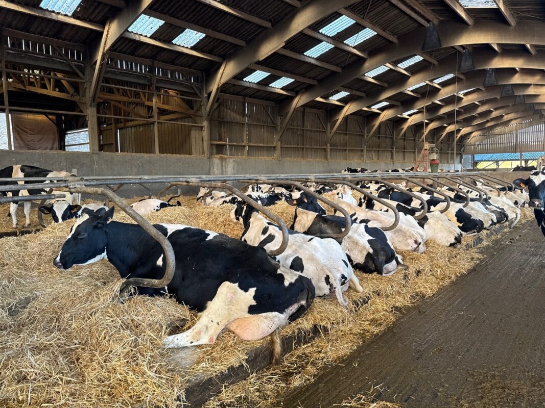 Dezs vaches de race Holstein couchées dans de slogettes bien paillées.