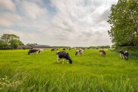 vaches dans un champ