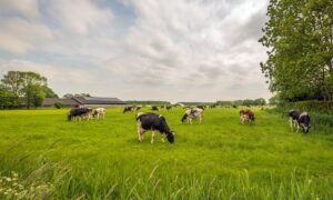 vaches dans un champ