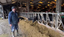 UN éleveur devant la table d'alimentation et des vaches de race Holstein au cornadis en train de consommer leur ration
