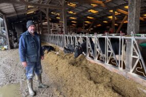 UN éleveur devant la table d'alimentation et des vaches de race Holstein au cornadis en train de consommer leur ration