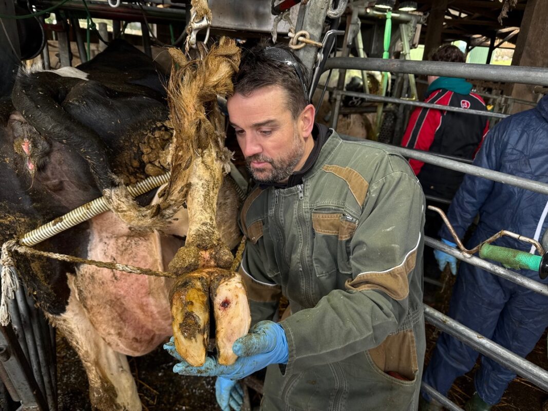 Un homme vérifie la qualité du parage du pied arrière d'une vache de race Holstein