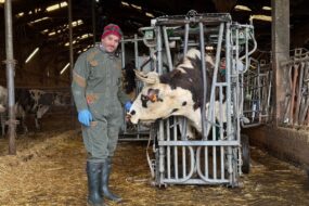 Un homme à côté dune vache de race Normande dans une cage de parage