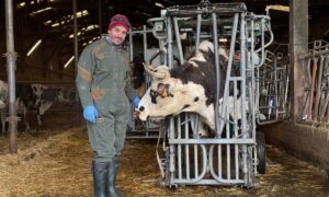 Un homme à côté dune vache de race Normande dans une cage de parage