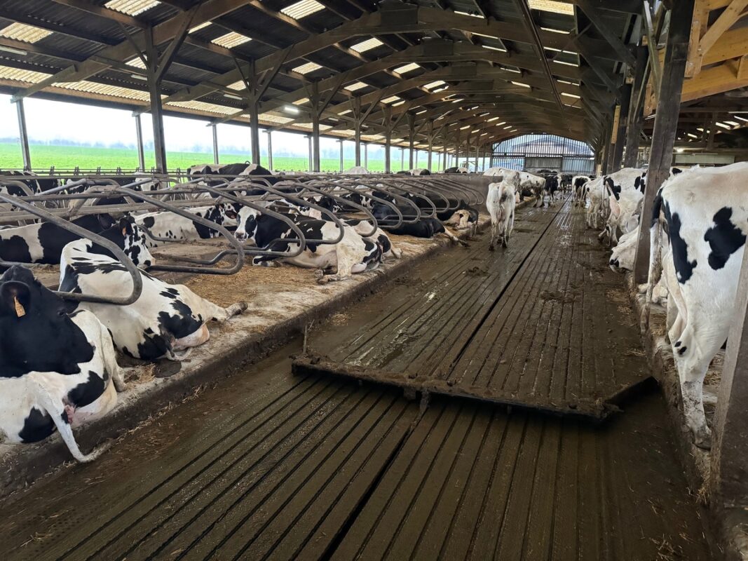 Un passage fréquent du racleur, toutes les deux heures par exemple, assure un sol propre aux animaux.