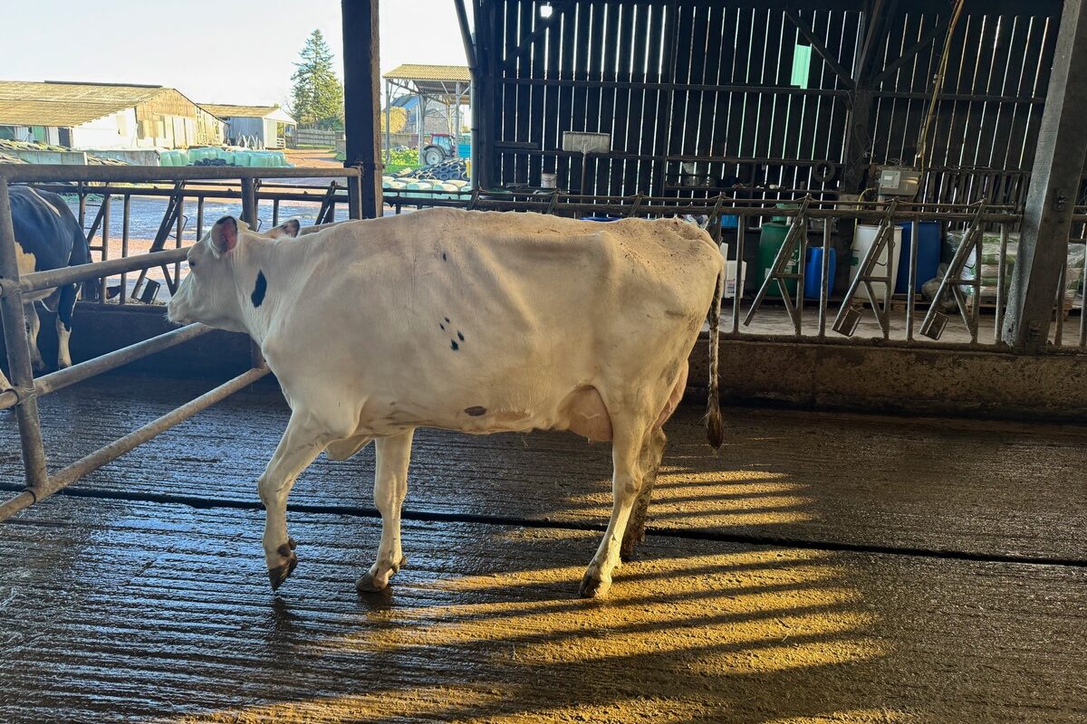Une vache de race Hlstein à la robe blanche montre un signe de boiterie et a du mal à poser son pied avant gauche. - Illustration « Les boiteries, il faut s’en occuper »