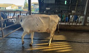 Une vache de race Hlstein à la robe blanche montre un signe de boiterie et a du mal à poser son pied avant gauche.