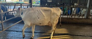 Une vache de race Hlstein à la robe blanche montre un signe de boiterie et a du mal à poser son pied avant gauche.