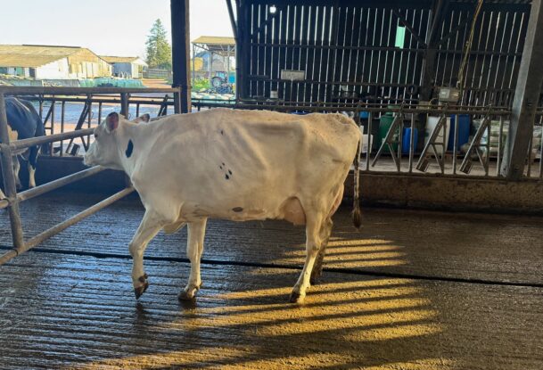 Une vache de race Hlstein à la robe blanche montre un signe de boiterie et a du mal à poser son pied avant gauche.