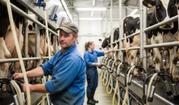 Un homme et une femme au travail dans une salle de traite