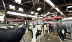 Des vaches dans bâtiment d'élevage devant une robot de traite