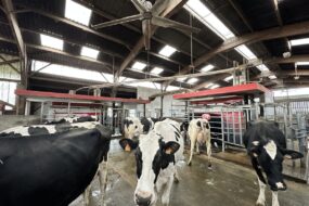 Des vaches dans bâtiment d'élevage devant une robot de traite
