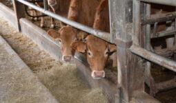 jeunes bovins limousins dans une stabulation