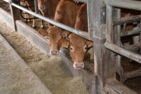 jeunes bovins limousins dans une stabulation