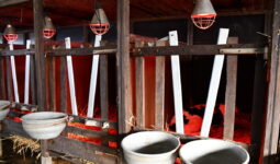 Les lampes au-dessus des cases à veaux.