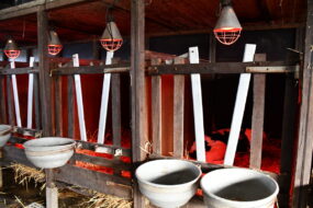 Les lampes au-dessus des cases à veaux.