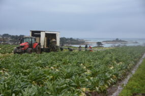Un tracteur avec une remorque légumière dans un champ de chou fleur