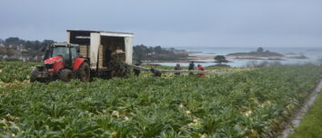 Un tracteur avec une remorque légumière dans un champ de chou fleur