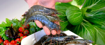 Des gambas présentées dans une main avec une assiette de gambas et une autre de légumes en arrière plan