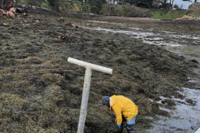 Des personnes en train de ramasser des algues sur une plage