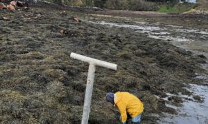 Des personnes en train de ramasser des algues sur une plage