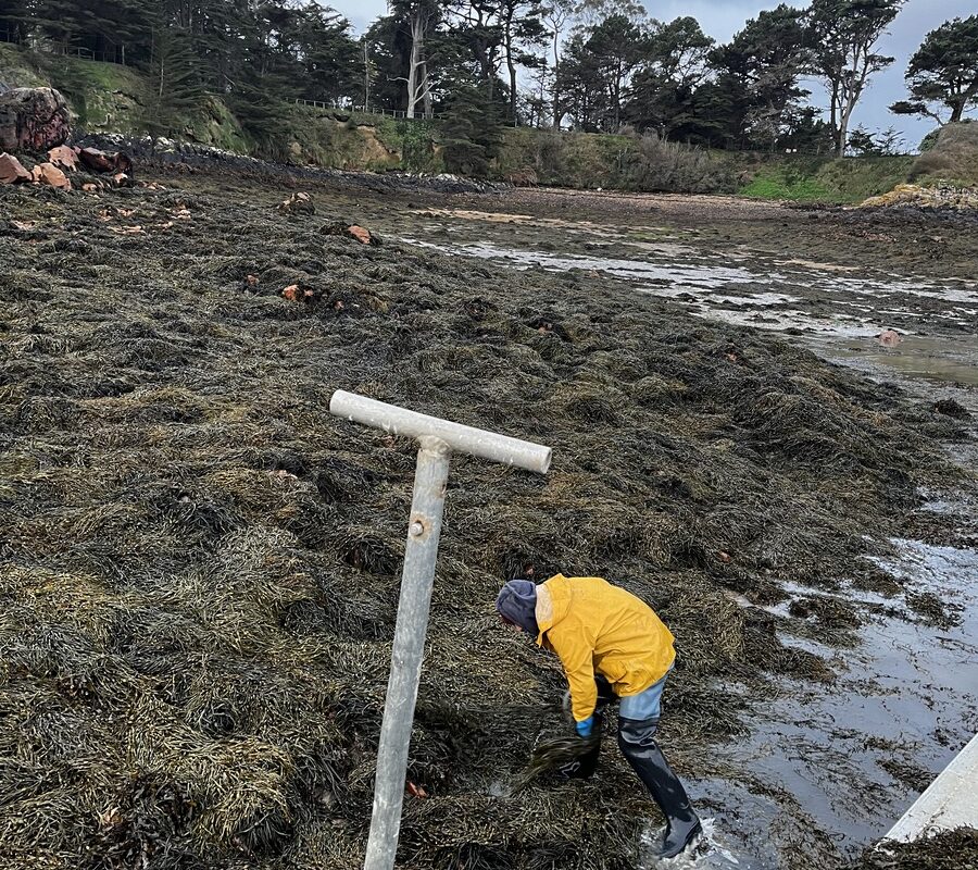Des personnes en train de ramasser des algues sur une plage - Illustration Biostimulant : investissement intelligent ou coût inutile ?