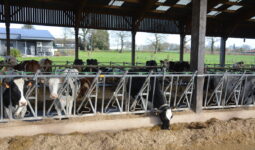 Des vaches au cornadis dans un bâtiment d'élevage bovin