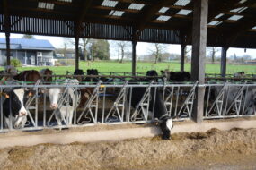 Des vaches au cornadis dans un bâtiment d'élevage bovin