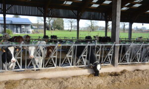 Des vaches au cornadis dans un bâtiment d'élevage bovin