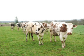 vaches normandes dans une prairie bretonne en hiver