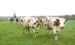 vaches normandes dans une prairie bretonne en hiver