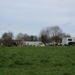 Des vaches au pâturage devant des maisons