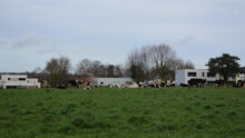 Des vaches au pâturage devant des maisons