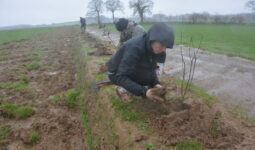 Des personnes plantent des arbres