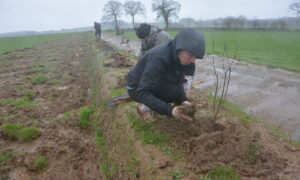 Des personnes plantent des arbres