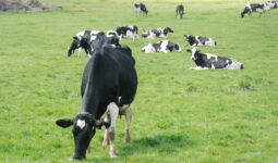 Des vaches au pâturage