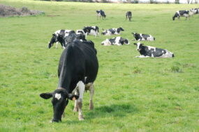 Des vaches au pâturage