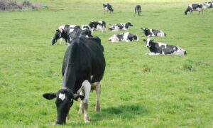 Des vaches au pâturage