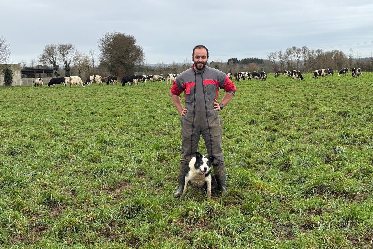 Un éleveur en combinaison de travail avec son chien de troupeau de race Border collie dans une prairie où pâture un troupeau de vaches de race Holstein au second plan - Illustration Le chien de troupeau est un appui précieux