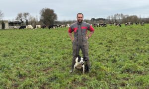 Un éleveur en combinaison de travail avec son chien de troupeau de race Border collie dans une prairie où pâture un troupeau de vaches de race Holstein au second plan